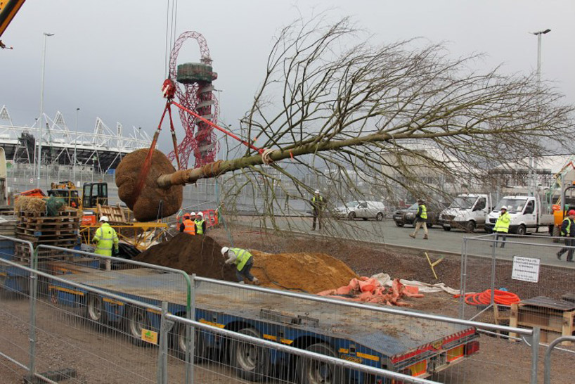 london 2012 olympic tree rings